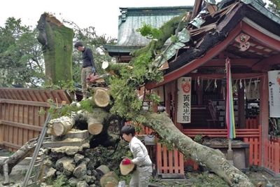 京都天然紀念物! 坂本龍馬傳說中「850年神木」倒了