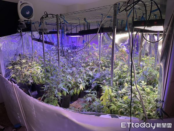 ▲▼外籍老師來台教書，還種植大麻賺外快。（圖／記者邱中岳翻攝）