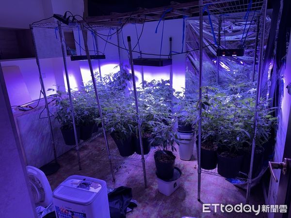 ▲▼外籍老師來台教書，還種植大麻賺外快。（圖／記者邱中岳翻攝）