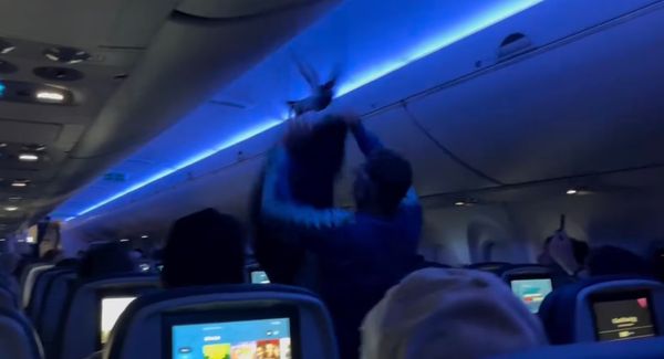 ▲▼一隻鴿子闖入達美航空的機艙，導致飛機被迫返回登機口。圖為一名旅客嘗試用外套抓住誤闖航班的鴿子。（圖／翻攝自IG）