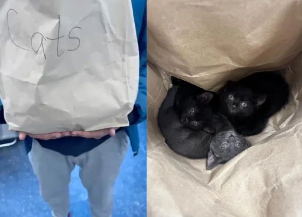 路邊紙袋裝貓咪。（圖／翻攝自AMA Animal Rescue臉書）