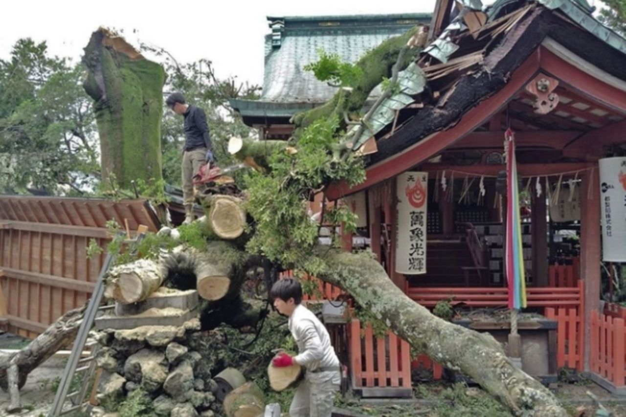 京都天然紀念物！　坂本龍馬傳說中「850年神木」倒了