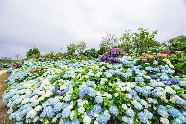 ▲▼高家繡球花田第三園區。（圖／部落客黑皮的旅遊筆記授權提供）