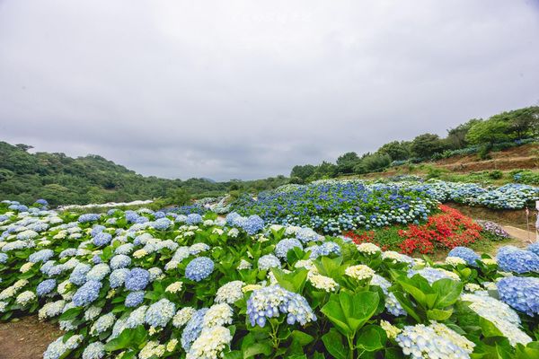 ▲▼高家繡球花田第三園區。（圖／部落客黑皮的旅遊筆記授權提供）