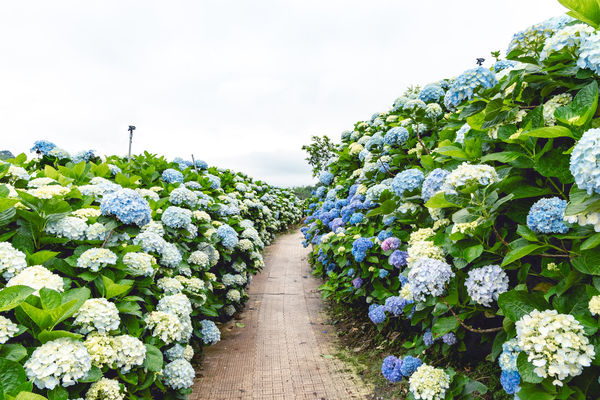 ▲▼高家繡球花田第三園區。（圖／部落客黑皮的旅遊筆記授權提供）