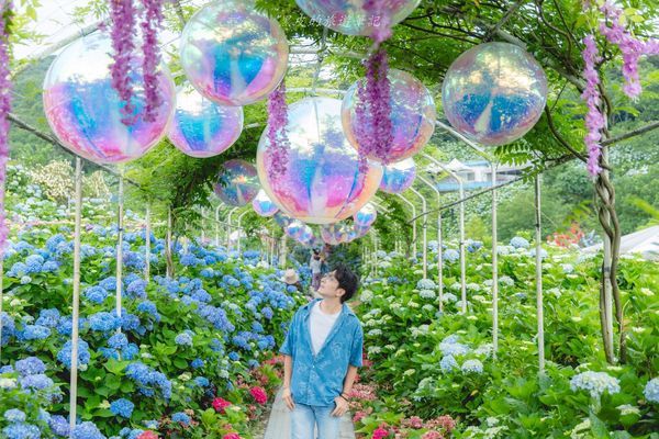 ▲▼高家繡球花田第三園區。（圖／部落客黑皮的旅遊筆記授權提供）