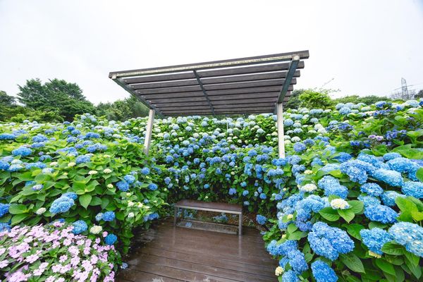 ▲▼高家繡球花田第三園區。（圖／部落客黑皮的旅遊筆記授權提供）