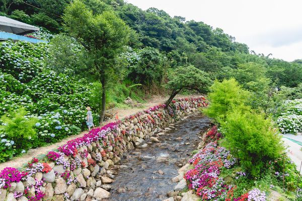 ▲▼高家繡球花田第三園區。（圖／部落客黑皮的旅遊筆記授權提供）
