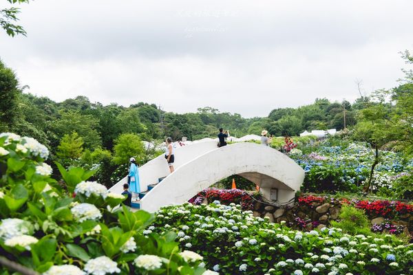 ▲▼高家繡球花田第三園區。（圖／部落客黑皮的旅遊筆記授權提供）