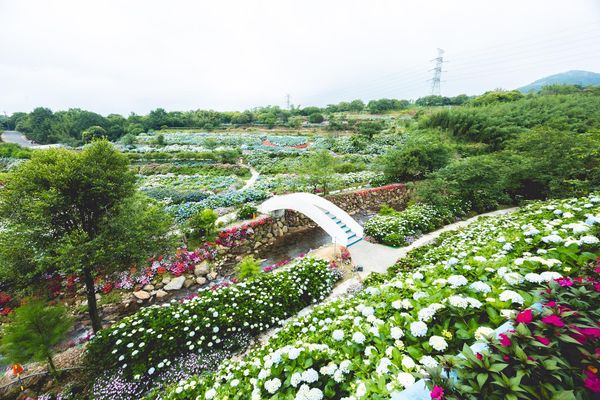 ▲▼高家繡球花田第三園區。（圖／部落客黑皮的旅遊筆記授權提供）