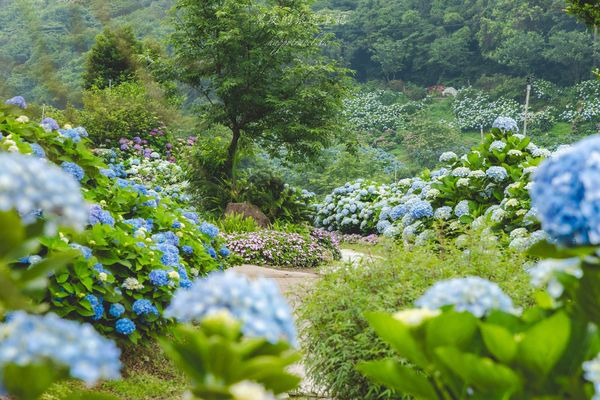 ▲▼高家繡球花田第三園區。（圖／部落客黑皮的旅遊筆記授權提供）