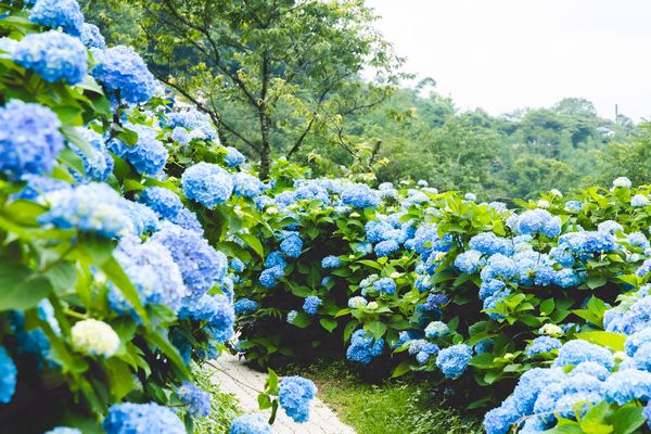 ▲▼高家繡球花田第三園區。（圖／部落客黑皮的旅遊筆記授權提供）