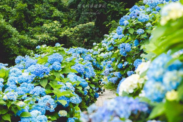 ▲▼高家繡球花田第三園區。（圖／部落客黑皮的旅遊筆記授權提供）