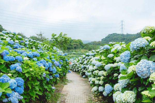 ▲▼高家繡球花田第三園區。（圖／部落客黑皮的旅遊筆記授權提供）