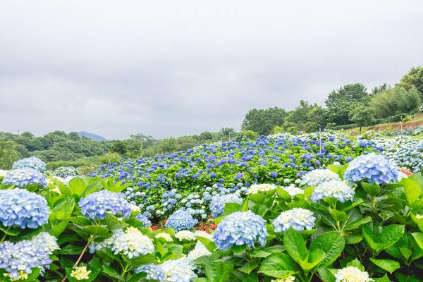 ▲▼高家繡球花田第三園區。（圖／部落客黑皮的旅遊筆記授權提供）
