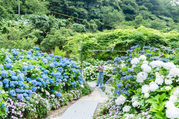 ▲▼高家繡球花田第三園區。（圖／部落客黑皮的旅遊筆記授權提供）
