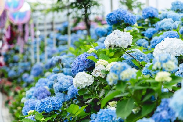 ▲▼高家繡球花田第三園區。（圖／部落客黑皮的旅遊筆記授權提供）
