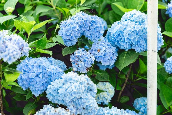 ▲▼高家繡球花田第三園區。（圖／部落客黑皮的旅遊筆記授權提供）