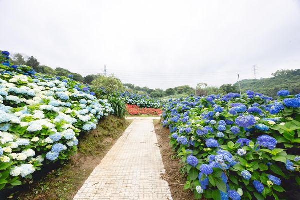 ▲▼高家繡球花田第三園區。（圖／部落客黑皮的旅遊筆記授權提供）