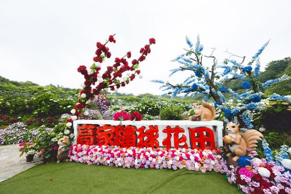 ▲▼高家繡球花田第三園區。（圖／部落客黑皮的旅遊筆記授權提供）