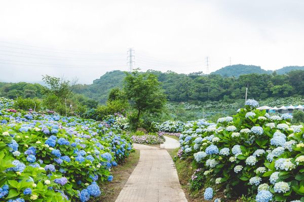 ▲▼高家繡球花田第三園區。（圖／部落客黑皮的旅遊筆記授權提供）