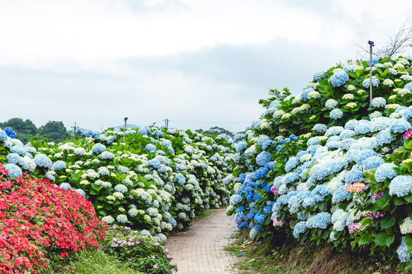 ▲▼高家繡球花田第三園區。（圖／部落客黑皮的旅遊筆記授權提供）