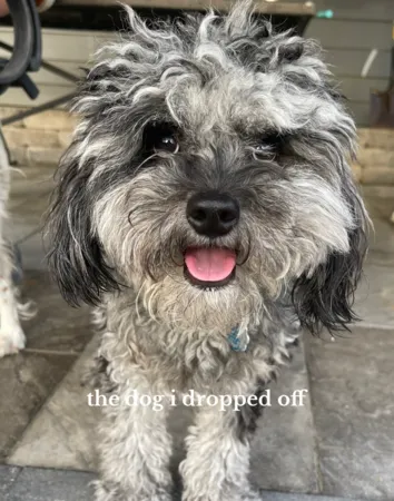 狗狗剪毛很生氣。（圖／翻攝自Tiktok@maddiehilaski）