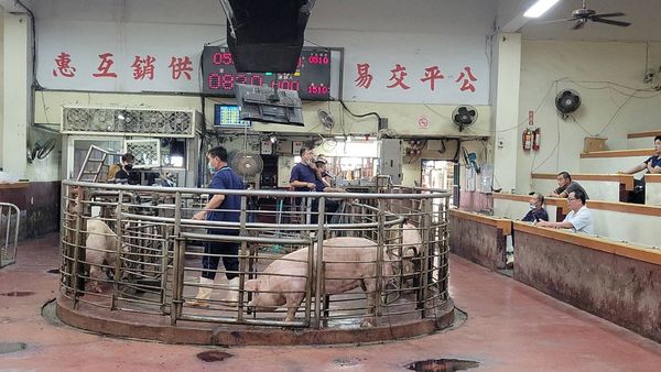 ▲彰化縣肉品市場豬隻拍賣。（資料圖／彰化縣政府提供）