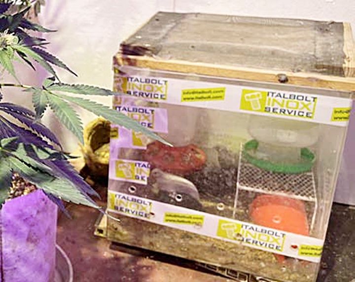 ▲桃園市警局刑大19日在新北市某處偏僻山區貨櫃屋查獲大麻工廠，犯嫌利用養雞堆肥讓大麻快速成長。（圖／桃園市警局刑大提供）