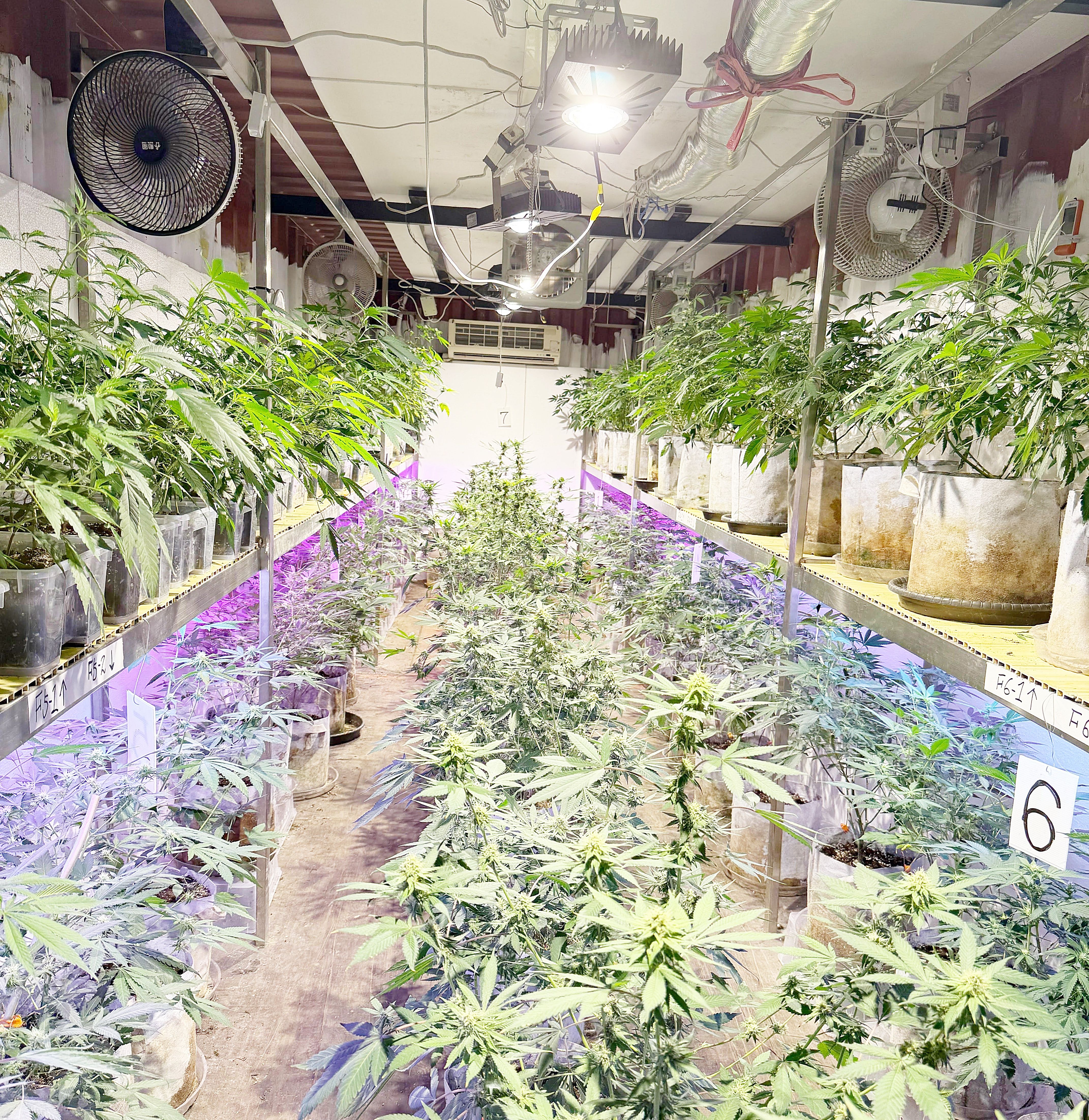 ▲桃園市警局刑大19日在新北市某處偏僻山區貨櫃屋查獲大麻工廠，現場查獲350株大麻活株等證物。（圖／桃園市警局刑大提供）