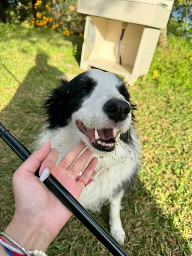 ▲邊境牧羊犬搗蛋被媽質問　掃地機器人秒回：我在充電呢！。（圖／網友＠nini_chang0720提供，請勿隨意翻拍，以免侵權。）