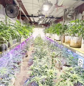 超認真毒梟!溫室「有雞」栽培還放蚯蚓 盼350株大麻快長大