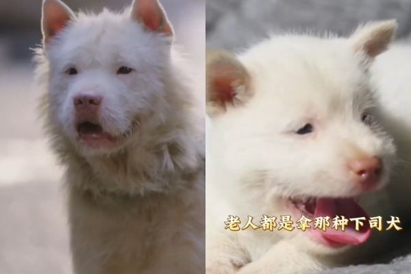 ▲下司犬。（圖／翻攝自微博）