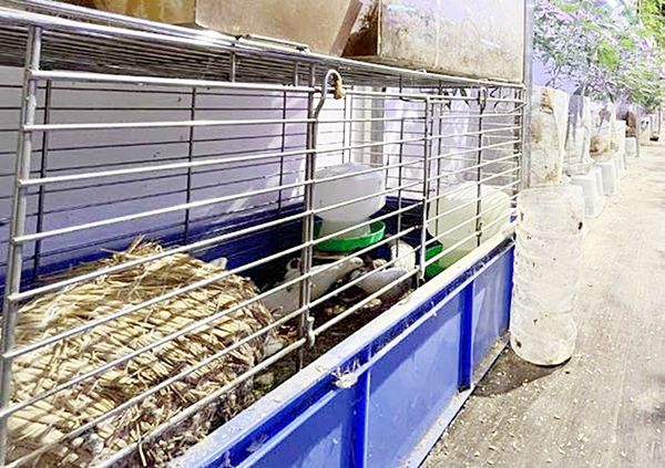 ▲桃園市警局刑大會同蘆洲警分局於本月19日在新北市某處偏僻山區貨櫃屋查獲大麻工廠，現場還養雞利用堆肥讓大麻快速成長。（圖／桃園市警局刑大提供）