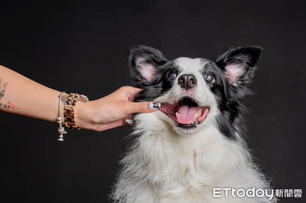 ▲邊境牧羊犬搗蛋被媽質問　掃地機器人秒回：我在充電呢！。（圖／網友＠nini_chang0720提供，請勿隨意翻拍，以免侵權。）