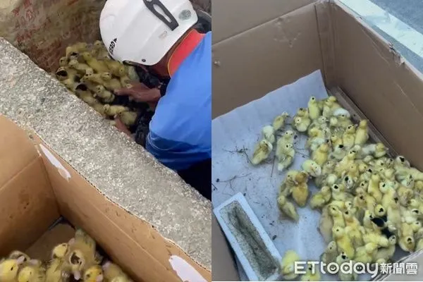 ▲▼             雲林大埤一團小鴨在馬路、水溝裡亂竄。（圖／吳小姐授權提供）