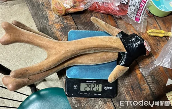 ▲獵殺梅花鹿，屏檢起訴陳男4人             。（圖／屏檢提供）