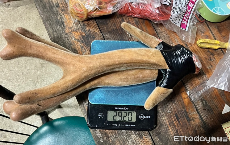 快訊／墾丁梅花鹿殺手慘了！狠獵9隻「鋸茸賣肉 」...檢起訴4人
