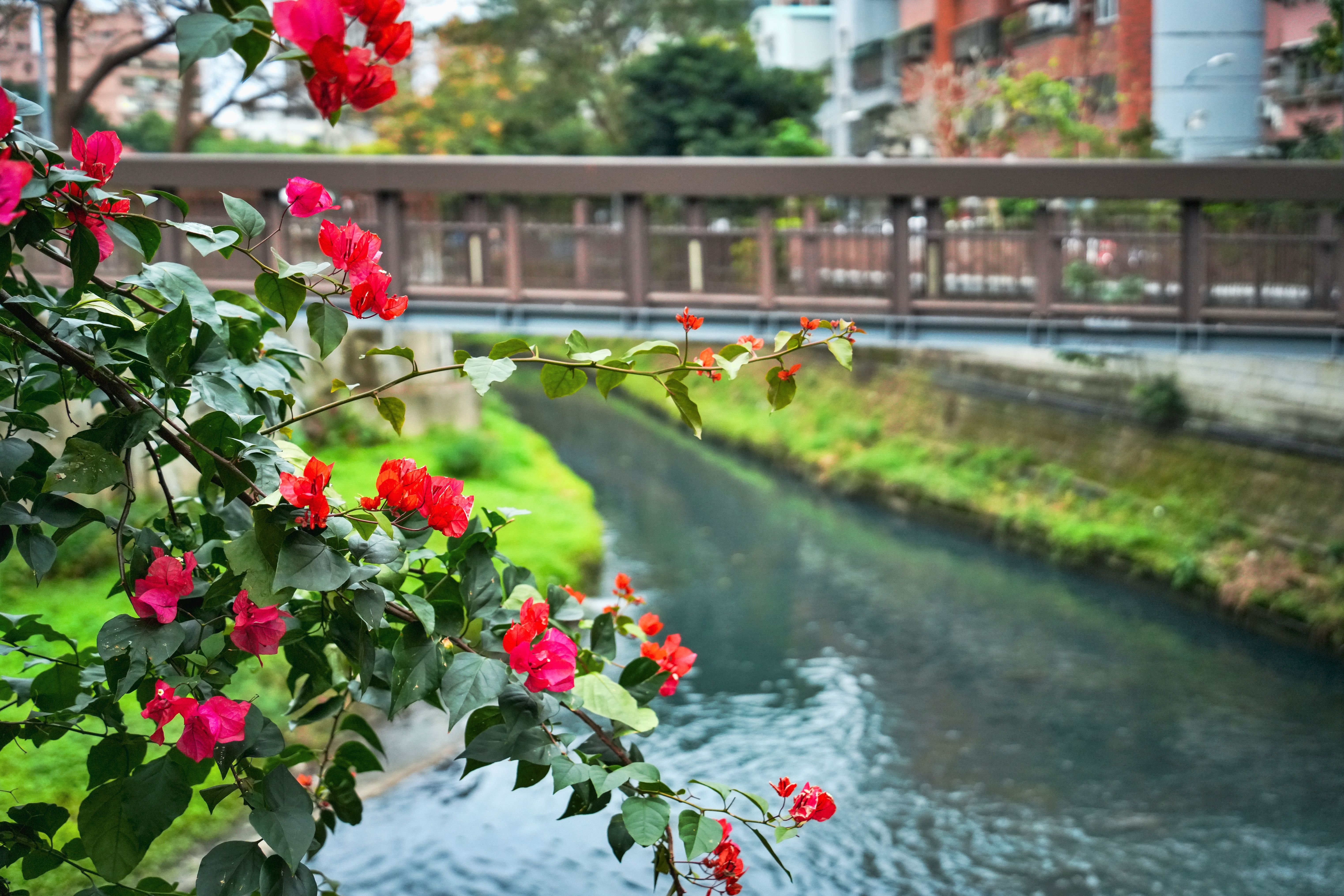 ▲新北六水治理見成效 打造水環境新典範。（圖／新北市水利局提供）