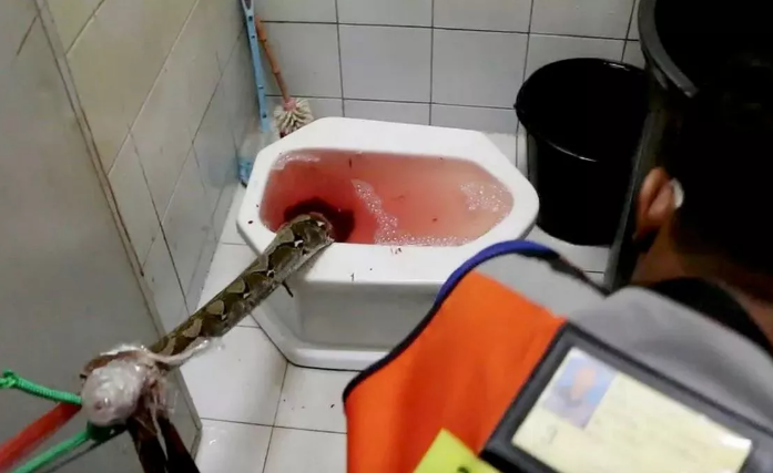 ▲▼蹲馬桶GG突被巨蟒咬！　泰男頂「爆血下體」與3.3m大蟒蛇對戰。（圖／翻攝自Bangpakong News）