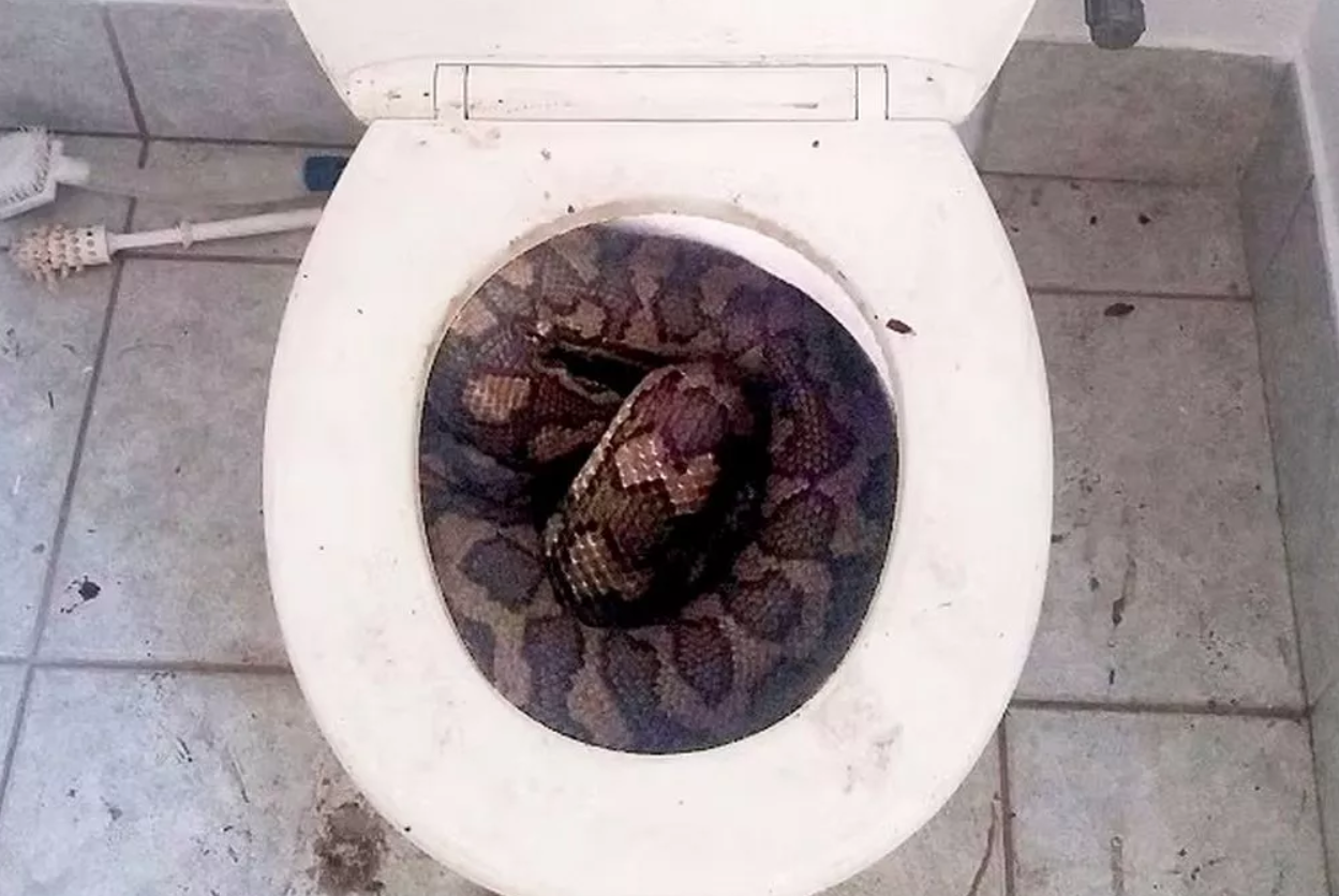 ▲▼蹲馬桶GG突被巨蟒咬！　泰男頂「爆血下體」與3.3m大蟒蛇對戰。（圖／翻攝自Bangpakong News）