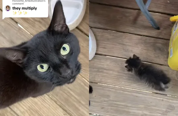 2隻公貓已結紮　女家中突蹦出「4周大小貓」嚇：貓咪自體繁殖？（圖／翻攝自TikTok／amys_vlog777）