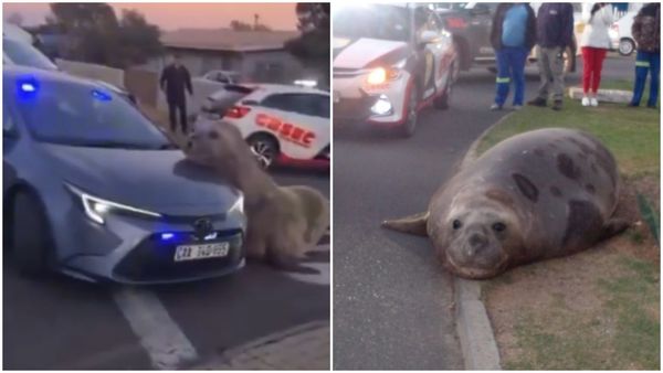 象鼻海豹迷路了，還把頭放到車子上。（翻攝X）