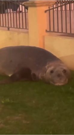 可愛片／圓滾滾象鼻海豹迷路了　拖2公噸身體漫步小鎮