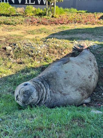 可愛片／圓滾滾象鼻海豹迷路了　拖2公噸身體漫步小鎮