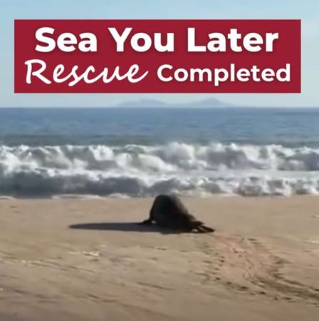 可愛片／圓滾滾象鼻海豹迷路了　拖2公噸身體漫步小鎮