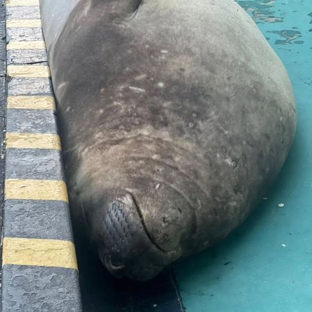 可愛片／圓滾滾象鼻海豹迷路了　拖2公噸身體漫步小鎮