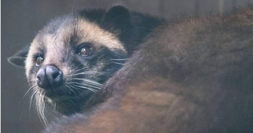 父母送女兒「100隻麝香貓」當嫁妝價值破百萬　還有黃金、現金、房產