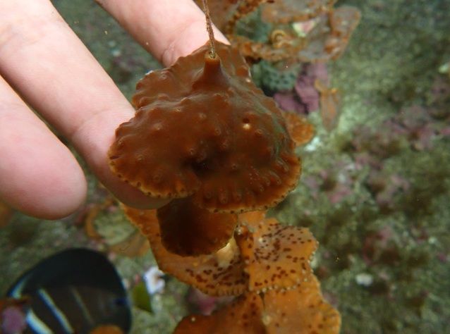 ▲（圖／翻攝自國立海洋生物博物館官網）
