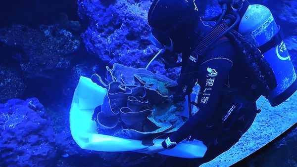 ▲（圖／翻攝自國立海洋生物博物館官網）